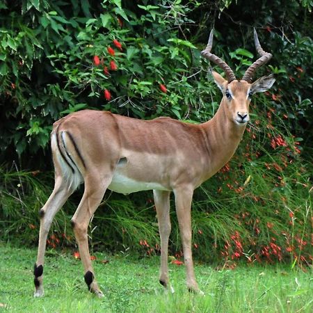 Legend Safaris - Kruger Park Lodge 257B Hazyview Eksteriør billede